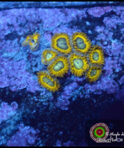 Picachu zoas