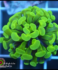 Hammer branch green toxic