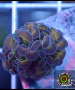 Hammer branch hollogram rainbow