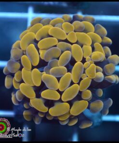 Hammer branch gold ultra