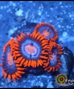 Neuralizer zoas