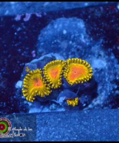 Tutti frutti zoas