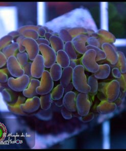 Hammer branch hollogram rainbow
