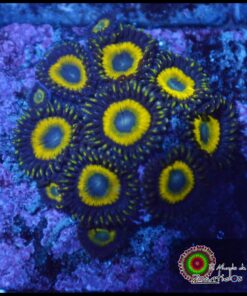 GLO Worm zoas