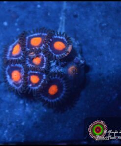 Blue ring zoas