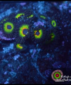 Bob Marley zoas