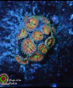 Rainbow zoas
