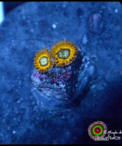 Picachu zoas