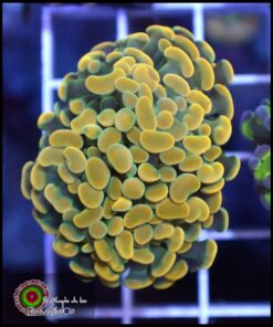 Hammer branch yellow ultra