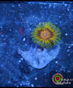 Lemon haze zoa