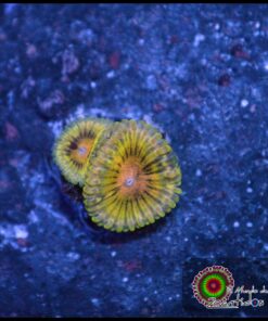 Lemon haze zoa