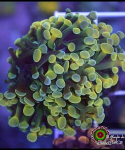 Hammer branch bicolor