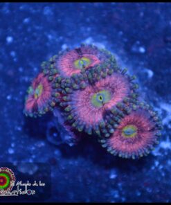Pink Andromeda zoas
