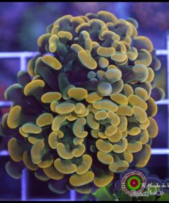Hammer branch yellow ultra