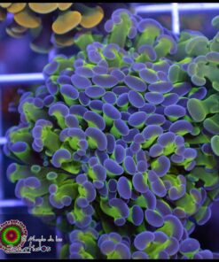 Frambiata purple tips