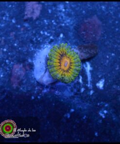 Lemon haze zoa