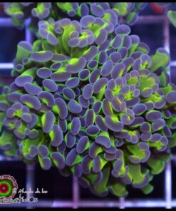 Frambiata purple tips