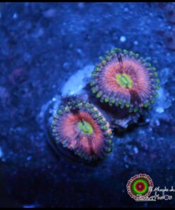Pink Andromeda zoa