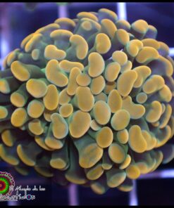 Hammer branch bicolor ultra