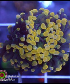 Hammer branch yellow