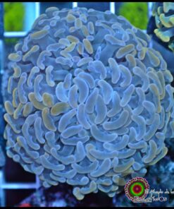 Hammer branch blue big head