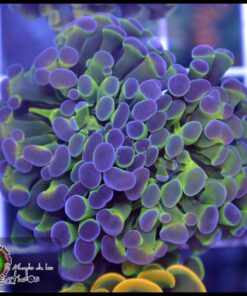 Hammer branch purple tips ultra