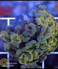 Hammer branch bicolor