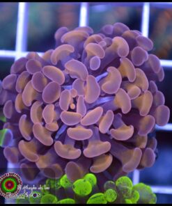 Hammer branch bicolor ultra