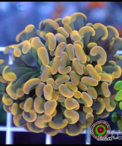 Hammer branch bicolor ultra