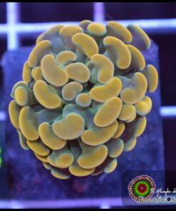 Hammer branch yellow ultra