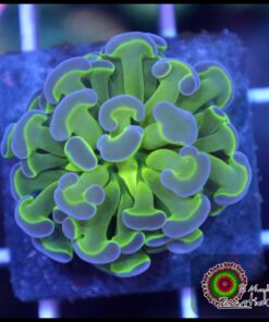Hammer branch purple tips