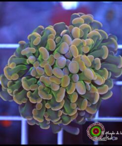 Hammer branch bicolor ultra