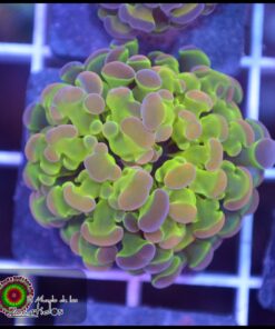 Hammer branch pink tips ultra