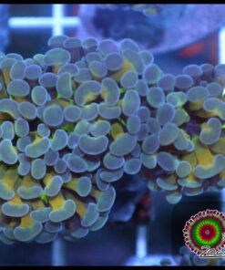 Hammer branch blue tip banana