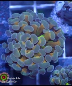 Hammer banch blue tip banana