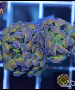Hammer branch hollogram rainbow