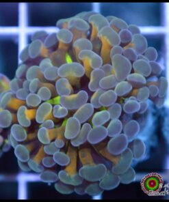 Hammer branch blue tip banana