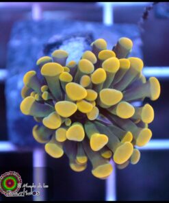Hammer branch yellow tip ultra