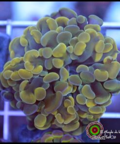 Hammer branch bicolor