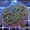 Hammer wall bicolor