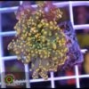 Frogspawn yellow tips