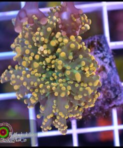 Frogspawn yellow tips
