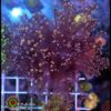 Frogspawn orange tips