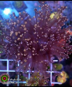 Frogspawn orange tips