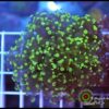 Frogspawn green tips