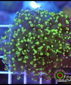 Frogspawn green tips