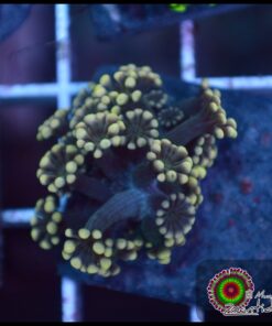 Yellow alveopora