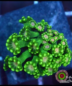 Alveopora ultra