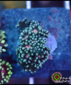 Alveopora pink eye