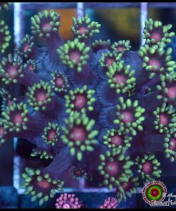 Red eye goniopora